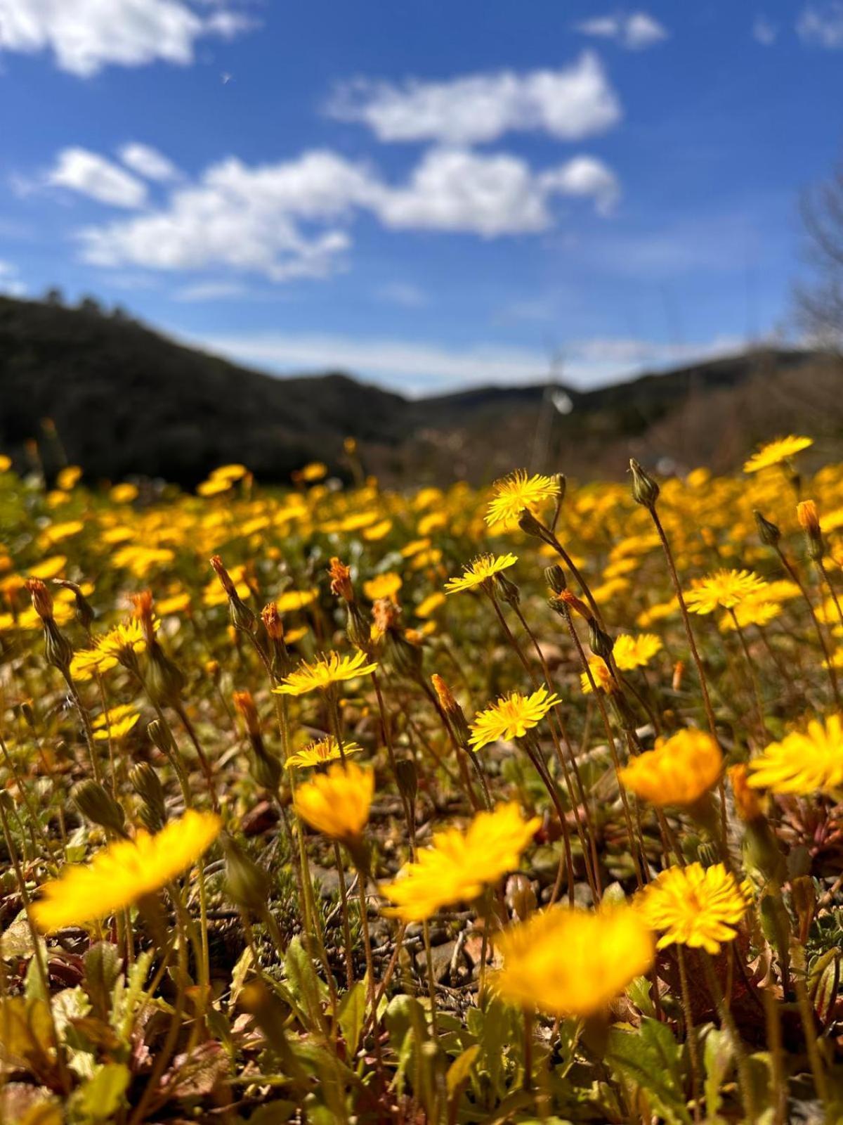 Les Hauts du Marquet - Gîte 4* grande capacité en Cévennes  Saint Jean du Pin Extérieur photo